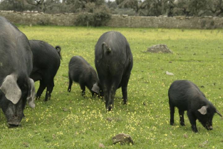 Cerdos ibéricos.