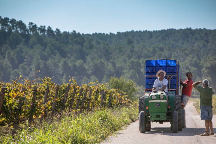 Bodega Celler del Roure; moixent . Terres dels Aforins