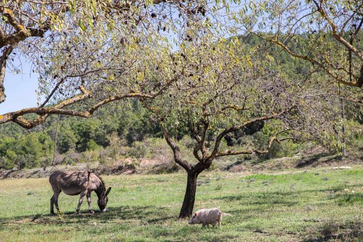 burro cerdo celler roure