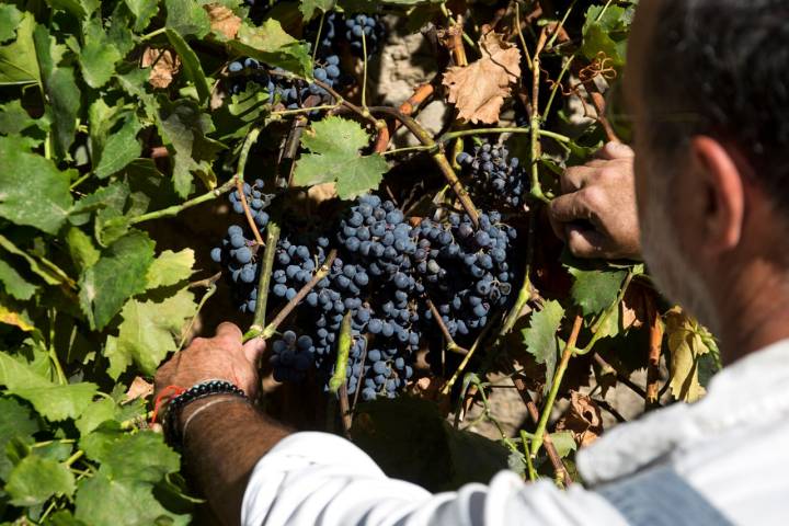 La Fábrica de Hojalata apertura uvas