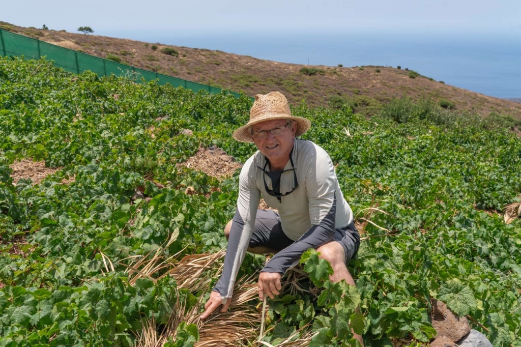 Pasión viticultora en La Gomera a más de 1.300 metros de altura