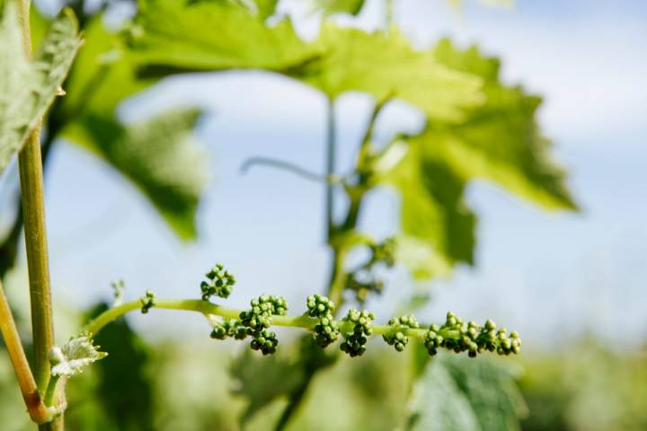 brotes bodega vallformosa