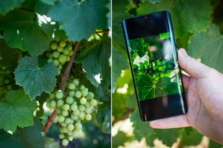 Bodega Recaredo: viñedo