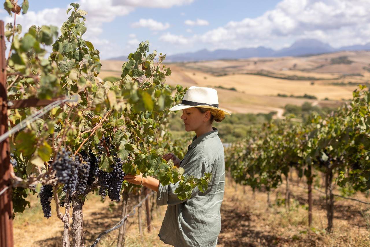 Bodega Tesalia Valle en viñedo