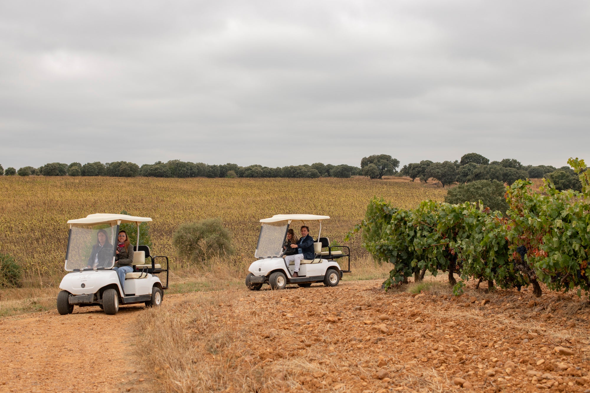 El paseo en buggie por los viñedos, el preferido por las familias.