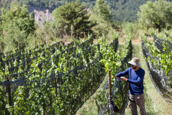 Bodegas Bal Minuta mallas