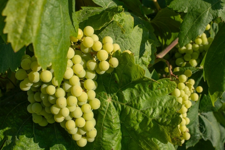Las uvas de xarel-lo se vendimian cada vez más pronto, ya casi a punto en julio. 