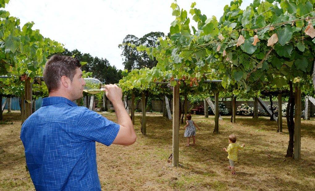 Un trago de albariño bajo los parrales