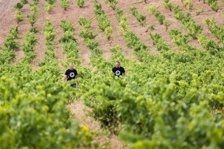 Bodegas Frontonio