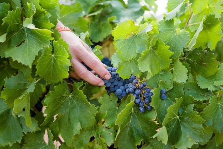 Bodegas Frontonio