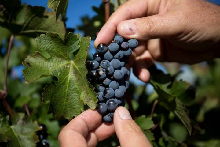 Uvas Ronda