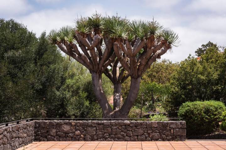 Drago plantado en el jardín de la Casa del Vino de Tenerife