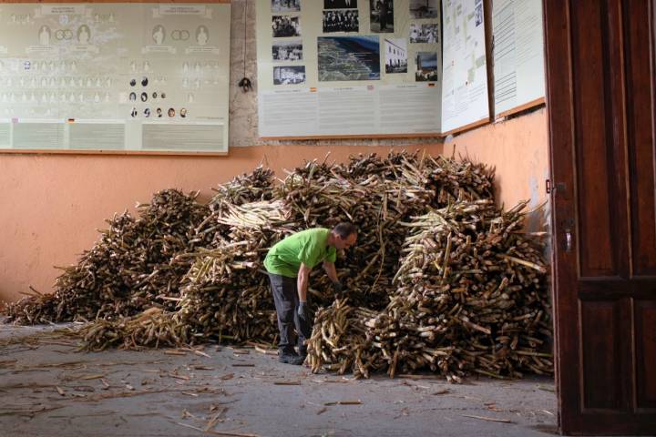 Cada día, más de 8.000 kilos de caña entran en el trapiche de la 'Destilería Aldea’.