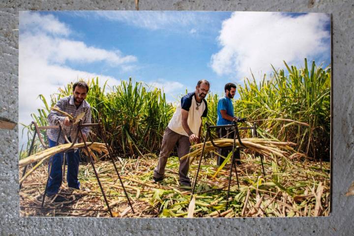 El laborioso trabajo de la recogida de la caña de azúcar, en una de las fotografías de la destilaría.