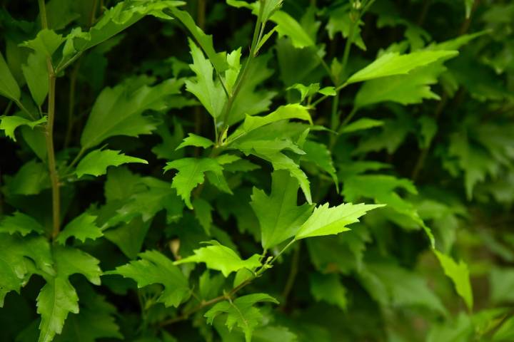 Plantas de hibisco.