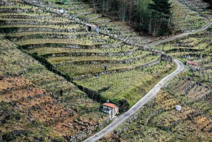 Vides en el valle de 'Finca Rosende'.