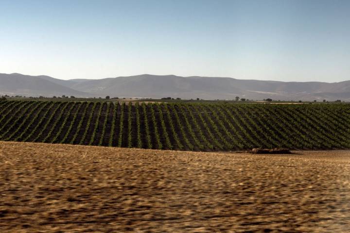 Viñedos de la Mancha.