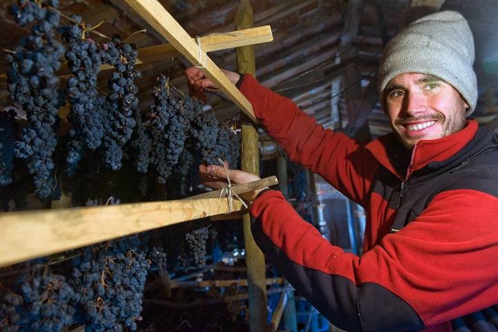 En la zona alta de la bodega evaluando los racimos.