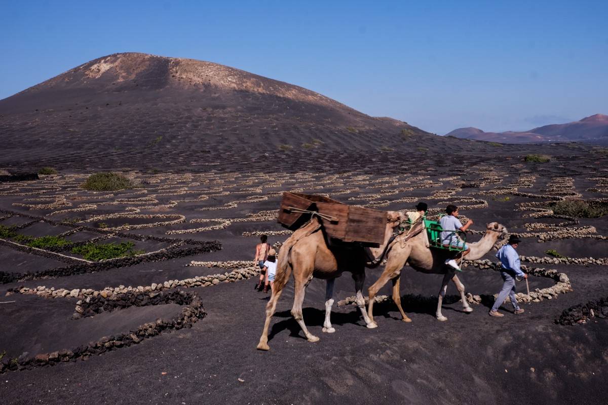 Un vino hijo del volcán