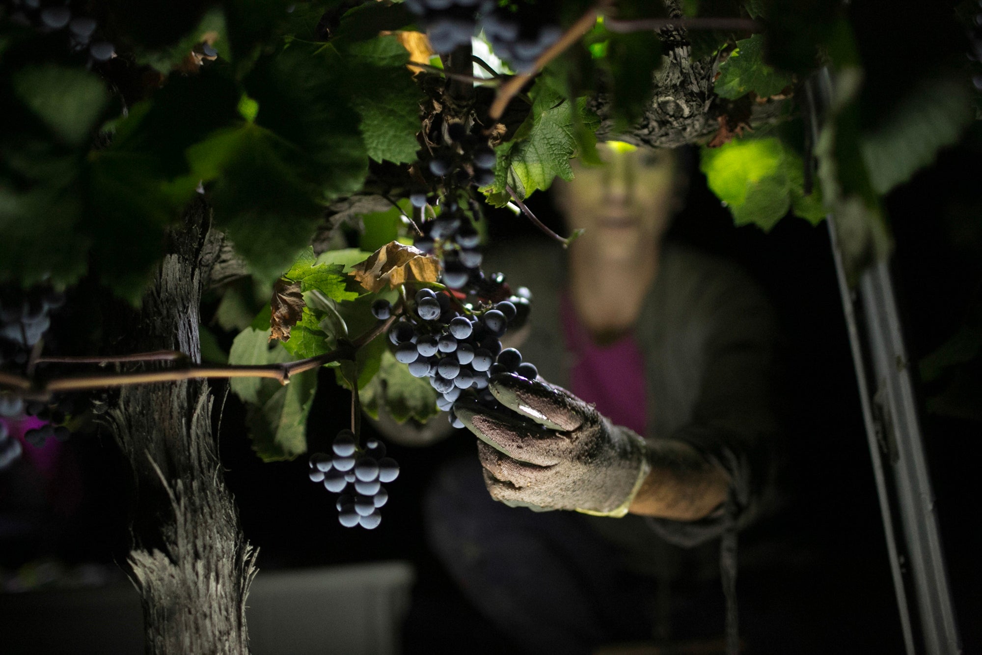 Vinos de pasto Jerez