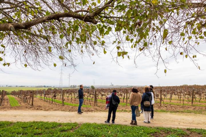 Vinos de pasto Jerez