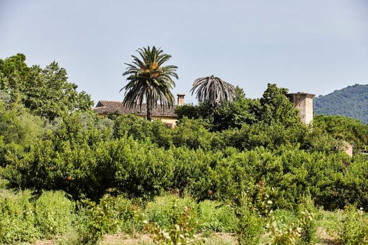 Bodega 'Mas Molla': exterior y árboles frutales