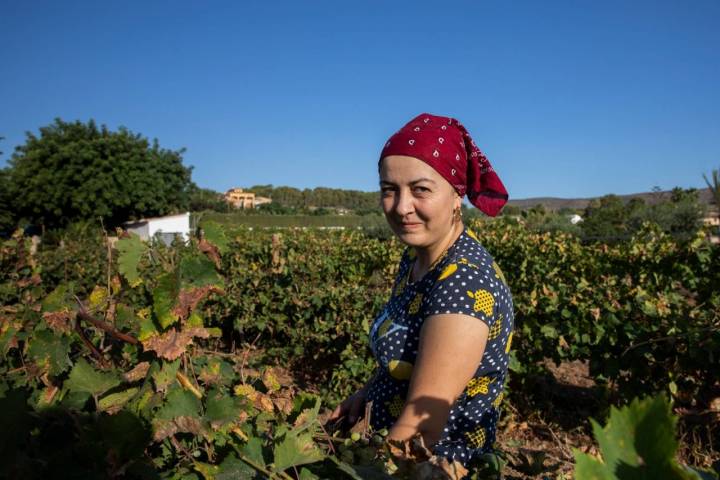 Vendimia en Finca La Alberca