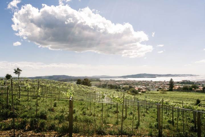 Cambados y la ría de Arousa, desde la bodega Martín Códax.