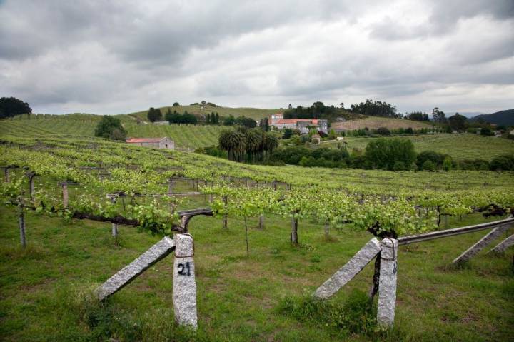 Viñedos cerca del Pazo Baión, en Vilanova de Arousa.