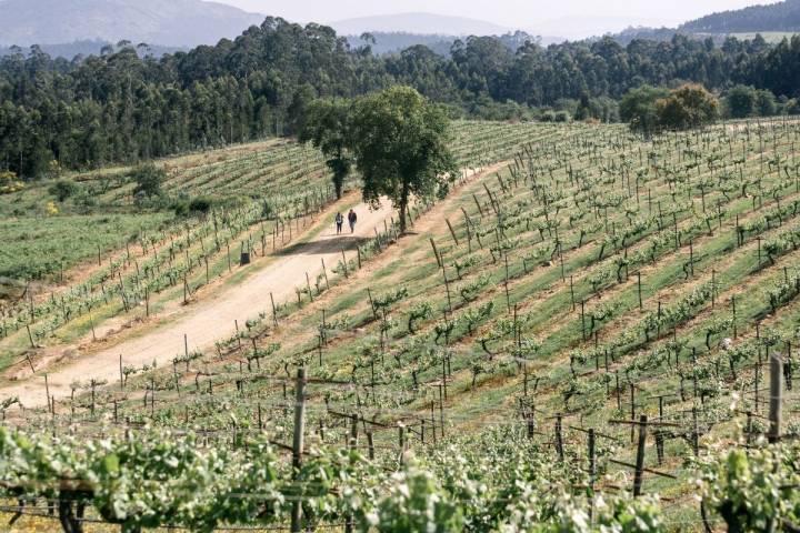 En la comarca de O Rosal las parras se disponen en vertical, con espalderas.