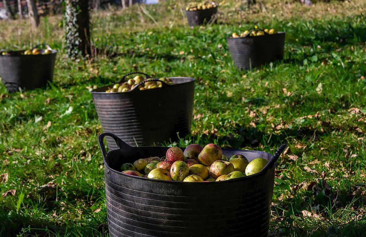 La buena (y mala) suerte de la sidra asturiana