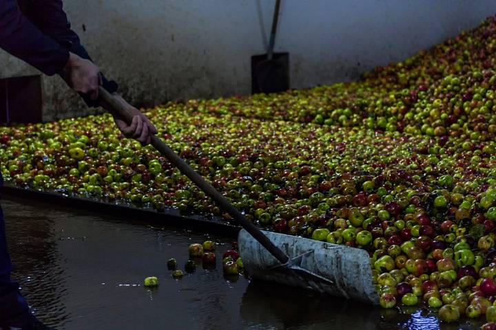 El mayado es la extracción del mosto de la manzana.