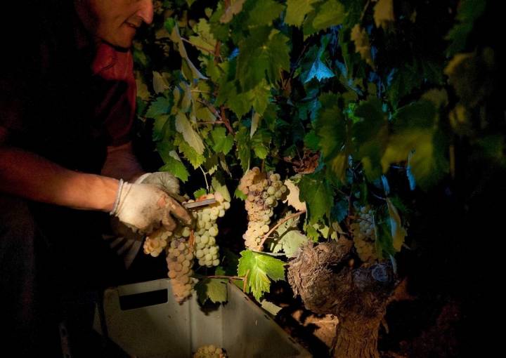 Los vendimiadores se ayudan de una linterna para cortar las vides durante la noche.