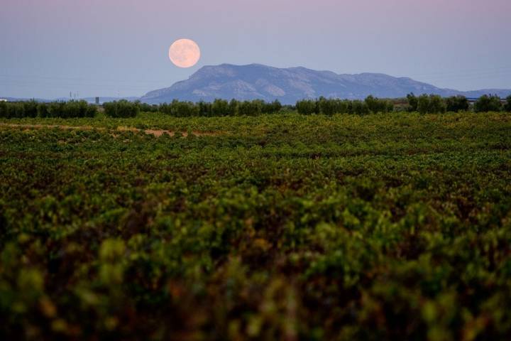 Ver amanecer en mitad de los viñedos, una experiencia inolvidable.