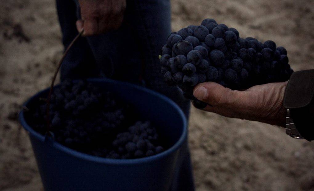 Fernando recoge muestras en una de sus fincas.