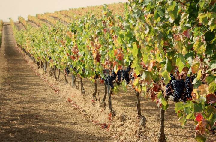 Viñas esperando su maduración perfecta.