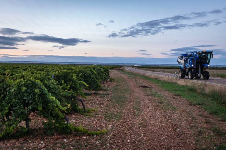 Atardecer en el viñedo de la DO Rueda con una máquina cosechadora pasando por la carretera