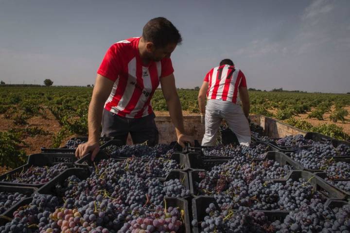 Tres horas después de comenzar con la recolección, las uvas casi a punto de salir para la bodega.