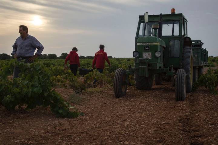 Con las primeras luces, comienza la jornada de vendimia.