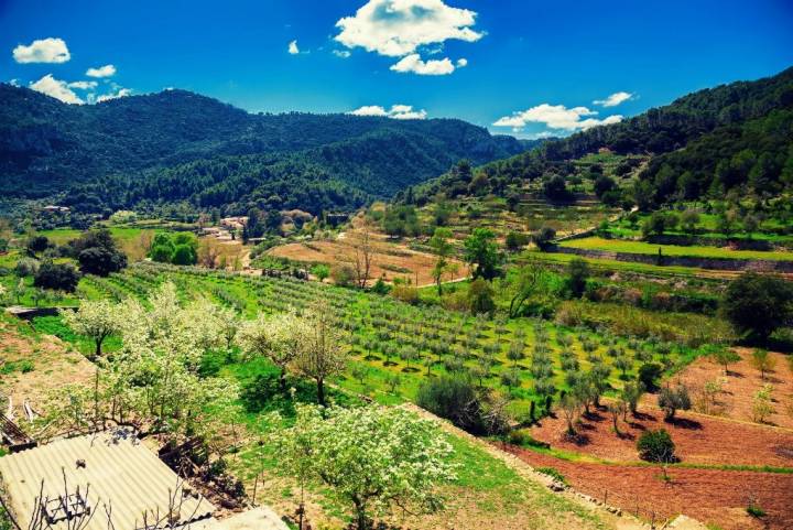 Viñedos y olivares en la Serra de Tramuntana. Foto: 123RF.