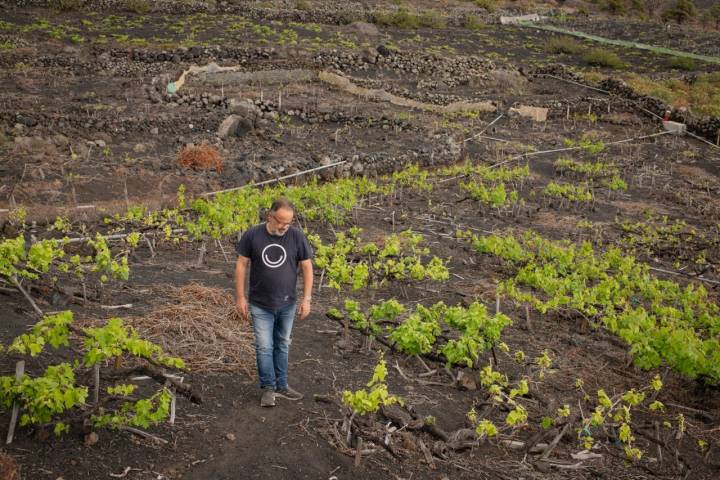 El verdor de las viñas destaca sobre el suelo de ceniza volcánica.