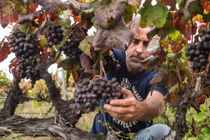 El enólogo Jonatan García en el viñedo de OCAMPO (Tacoronte, Tenerife).