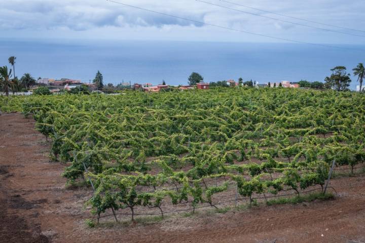 Viñedos de OCAMPO (Tacoronte, Tenerife).