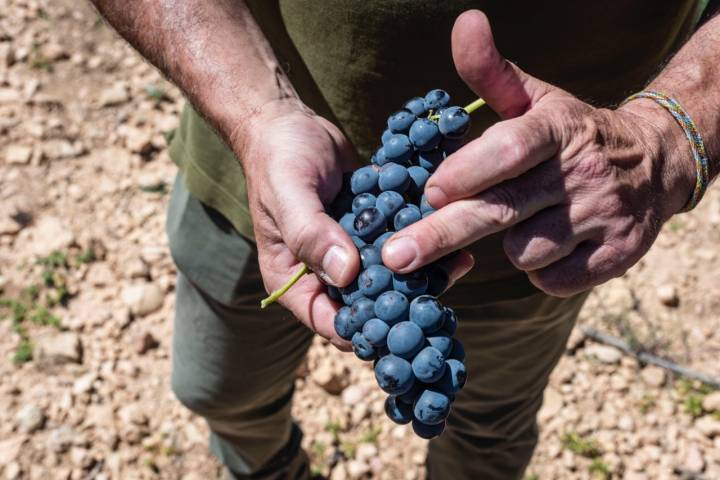 Vinos Ruuus. Levaduras naturales