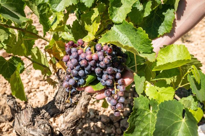 Las uvas ya han enverado, han cambiado su color. 