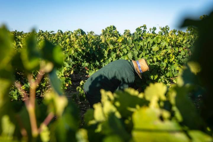 Vendimia manual en la bodega Muelas