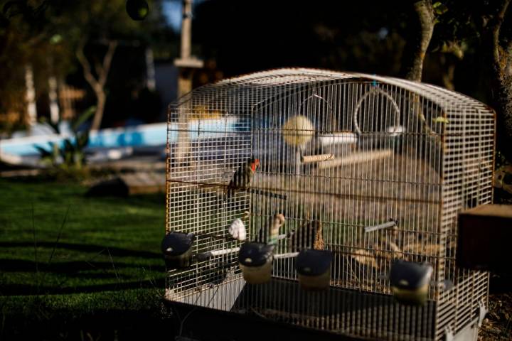 Los periquitos, los protagonistas del jardín.