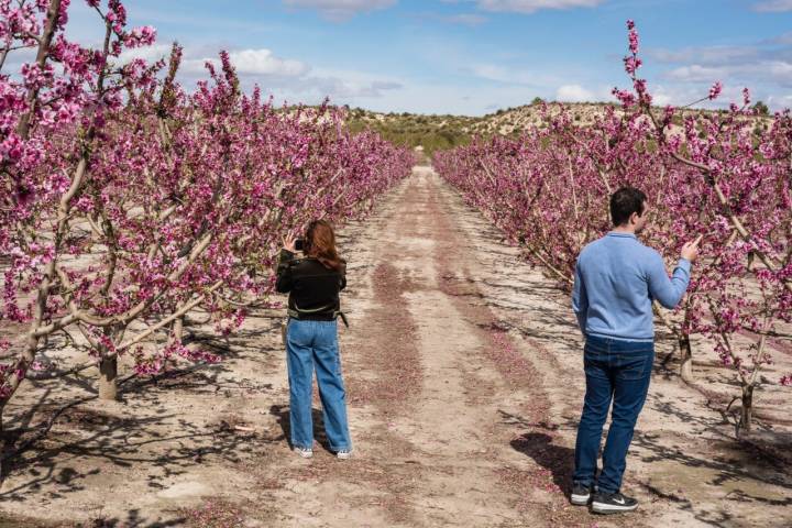 Puedes descubrir la finca paseando entre sus frutales.