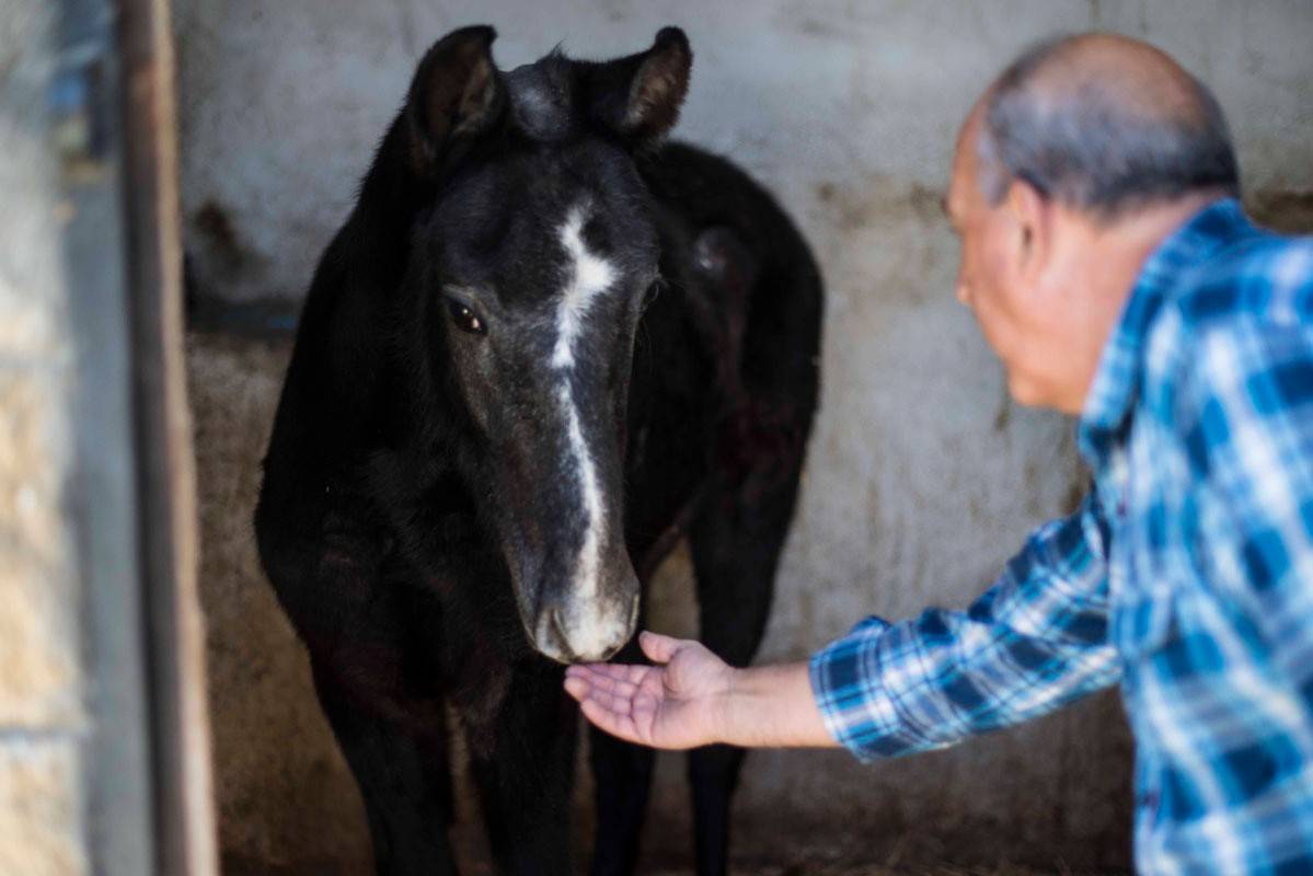 El hotel que aloja desde un canario hasta un caballo