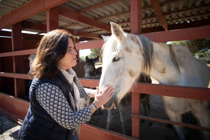 El 'glamping' se encuentra en medio de pinos centenarios y cerca de una pequeña granja con caballos, burritos, ovejas y gallinas.